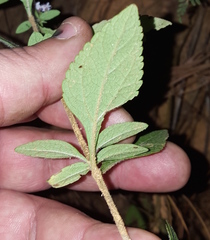 Stevia triflora