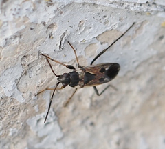 Scolopostethus decoratus