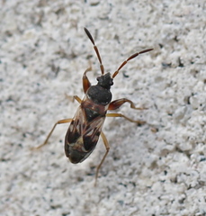Scolopostethus decoratus