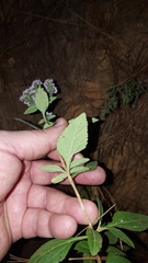 Stevia triflora