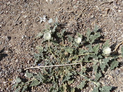 Malvella sagittifolia
