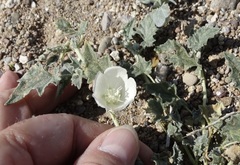Malvella sagittifolia