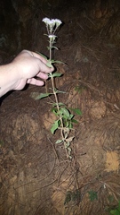Stevia triflora