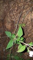Stevia triflora