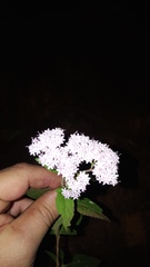 Stevia triflora
