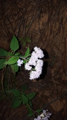 Stevia triflora