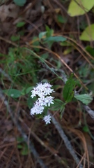 Stevia triflora
