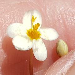 Leptosiphon parviflorus