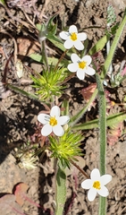 Leptosiphon parviflorus