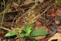 Incilius macrocristatus