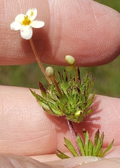 Leptosiphon parviflorus