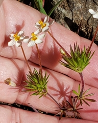 Leptosiphon parviflorus