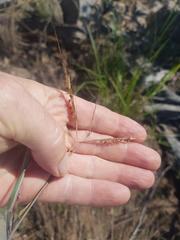 Andropogon chinensis