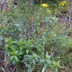 Senecio linearifolius latifolius