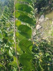 Annona senegalensis senegalensis