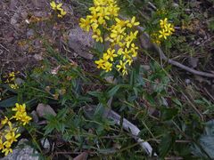 Senecio linearifolius latifolius