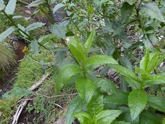 Senecio linearifolius latifolius