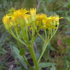 Senecio linearifolius latifolius