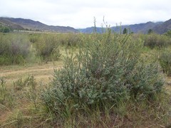 Caragana spinosa