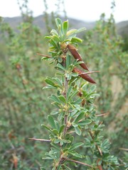 Caragana spinosa