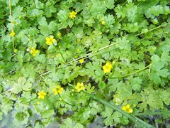 Ranunculus radicans