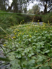 Ranunculus radicans