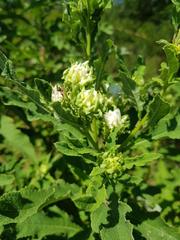 Baccharoides adoensis