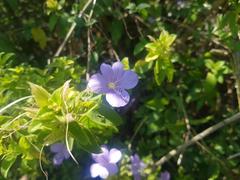 Barleria gueinzii