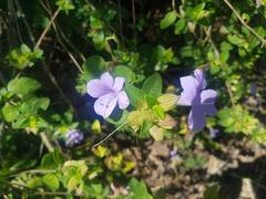 Barleria gueinzii