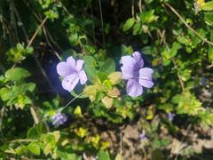 Barleria gueinzii