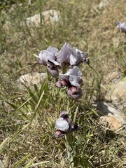 Iris lortetii
