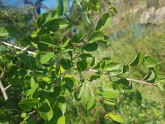 Bridelia cathartica
