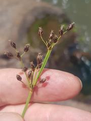 Fimbristylis complanata