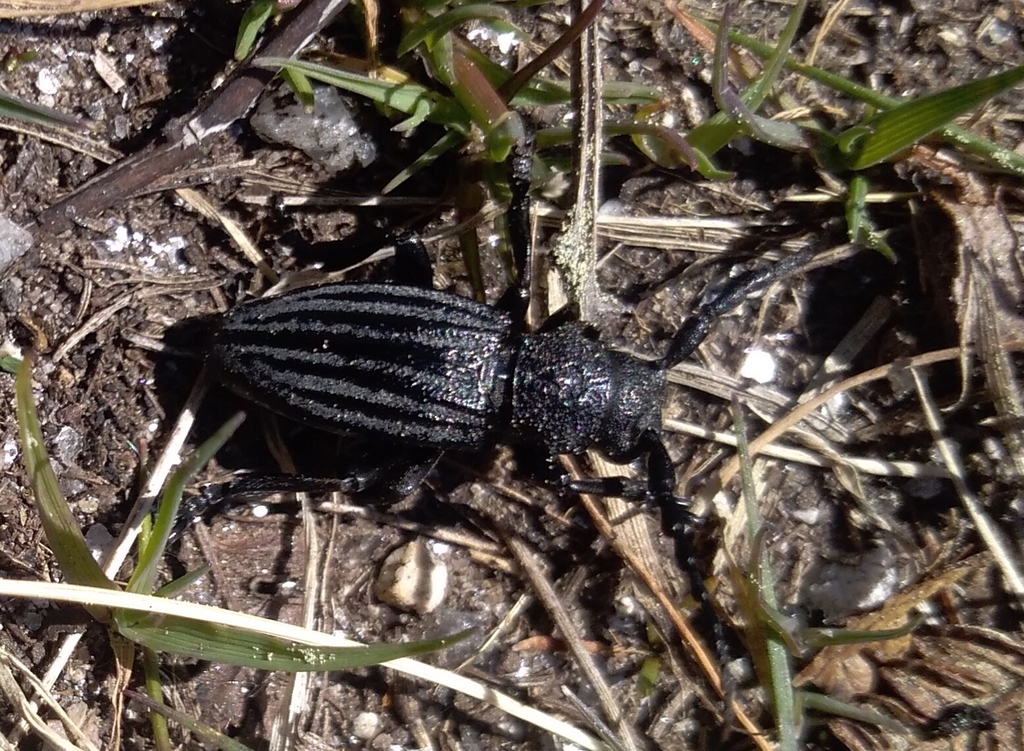 Iberodorcadion seoanei