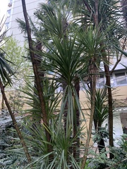 Cordyline australis