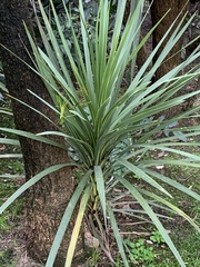 Cordyline australis