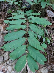 Cupaniopsis newmanii