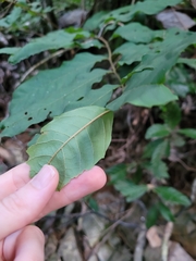 Cupaniopsis newmanii