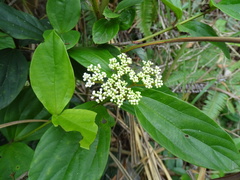 Viburnum sempervirens