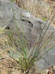 Chlorophytum galpinii