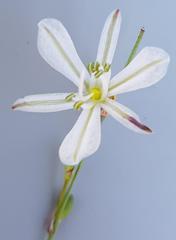 Chlorophytum galpinii