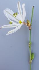 Chlorophytum galpinii