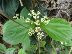 Viburnum sempervirens