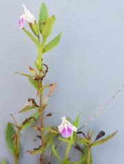 Craterostigma wilmsii