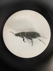 Poecilus cupreus