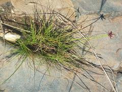 Cyperus semitrifidus