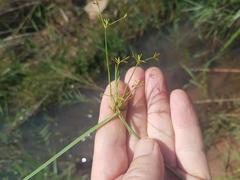 Cyperus tenuispica
