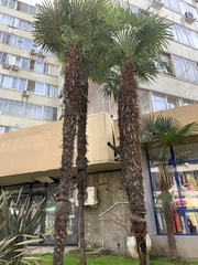 Trachycarpus fortunei