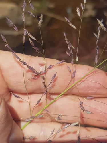 Tite grass (Eragrostis inamoena)