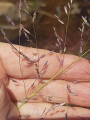 Eragrostis hierniana
